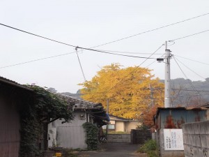 近所の春日神社（加茂公民館）のイチョウ