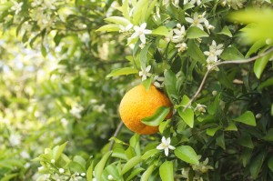 ミカンと花です