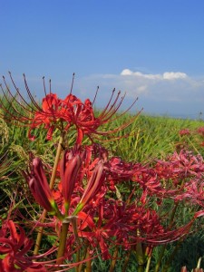 彼岸花。曼珠沙華ともいいますね。