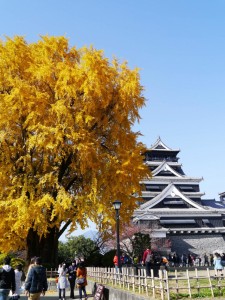 色づいた大銀杏です